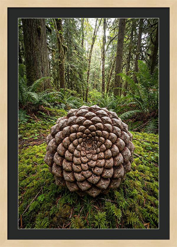 Fibonacci Spiral In Nature