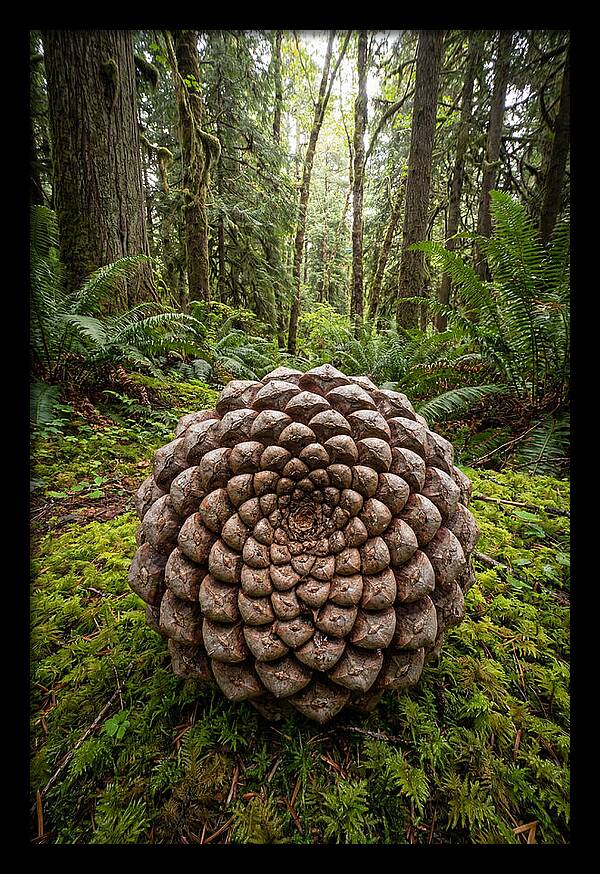 Fibonacci Spiral In Nature