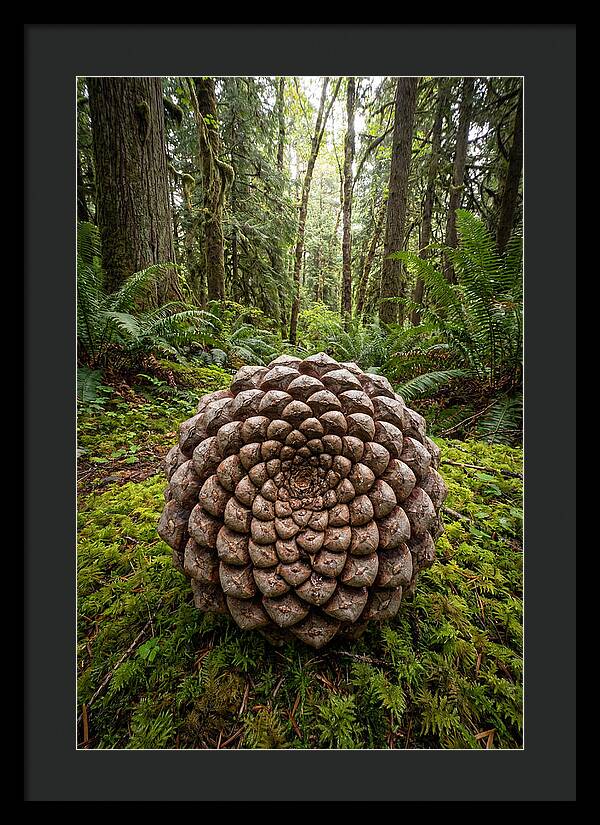 Fibonacci Spiral In Nature
