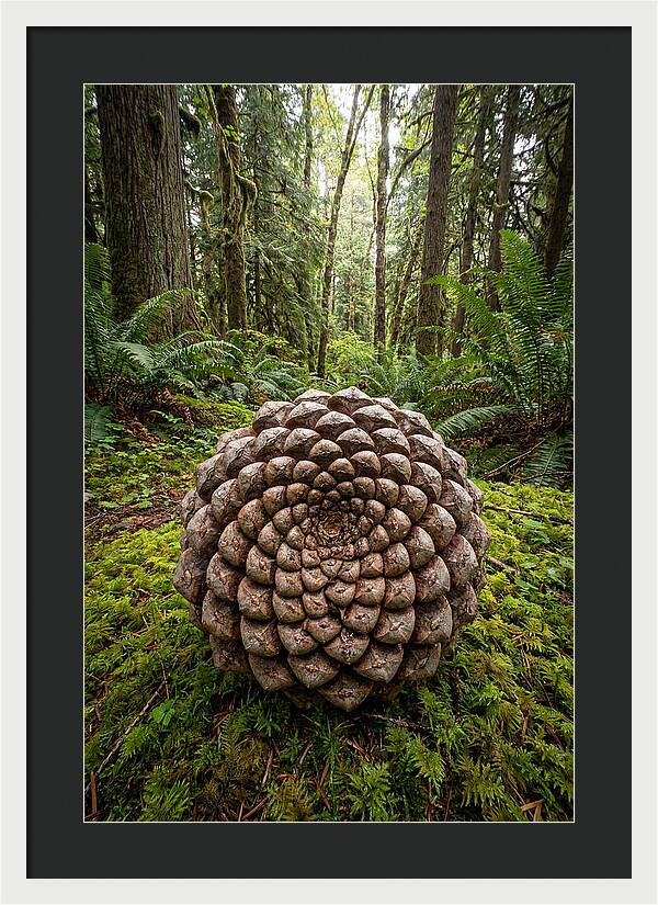 Fibonacci Spiral In Nature