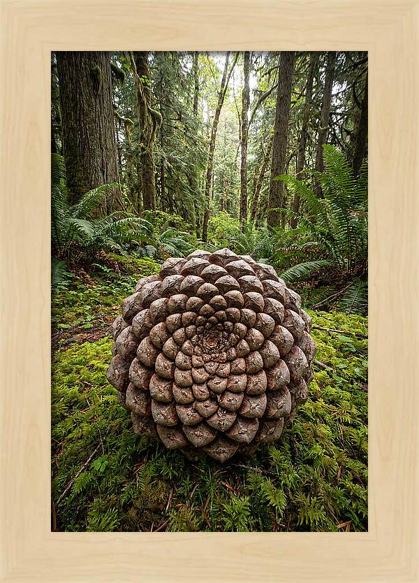 Fibonacci Spiral In Nature