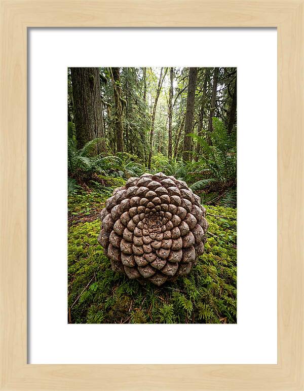 Fibonacci Spiral In Nature