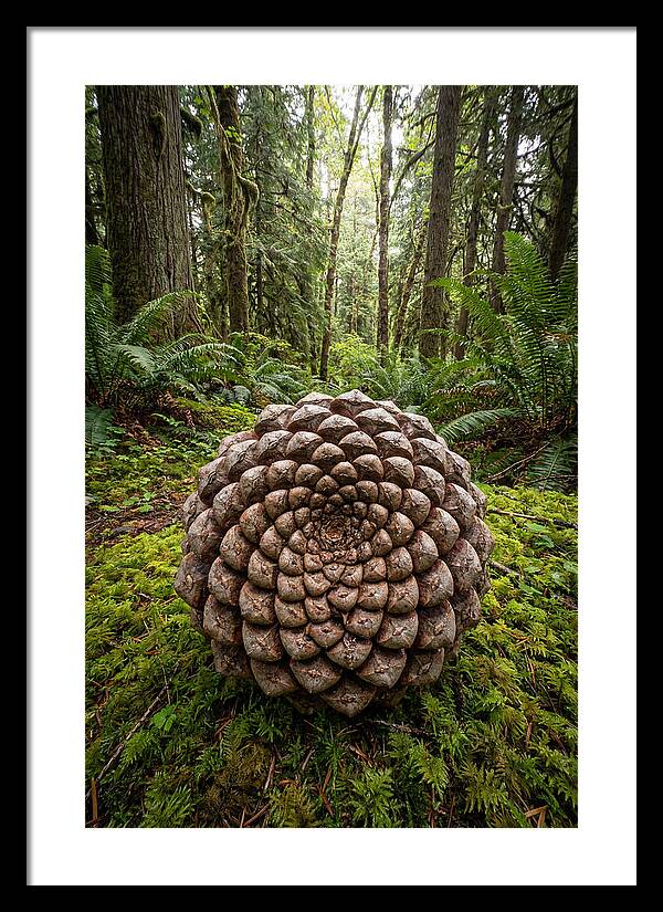 Fibonacci Spiral In Nature
