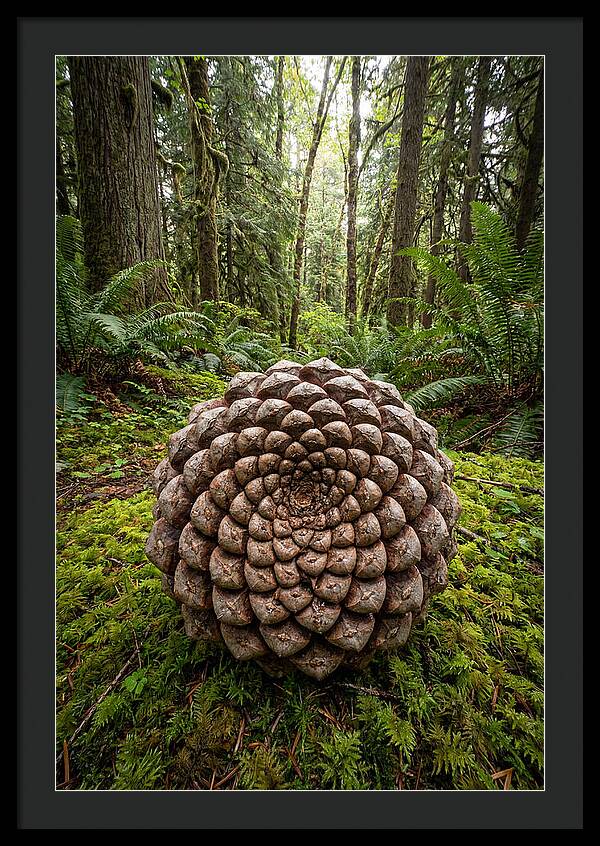 Fibonacci Spiral In Nature