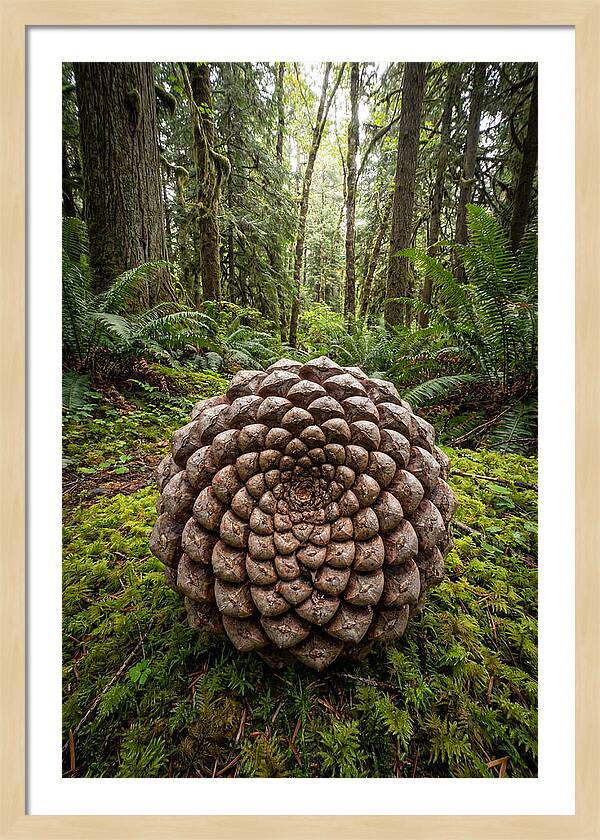 Fibonacci Spiral In Nature