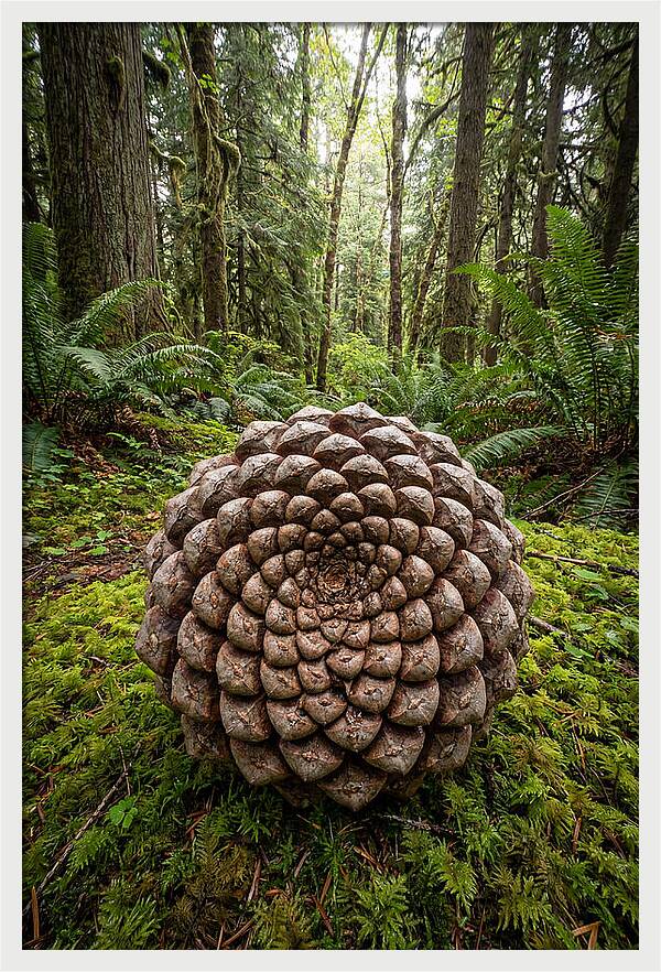 Fibonacci Spiral In Nature