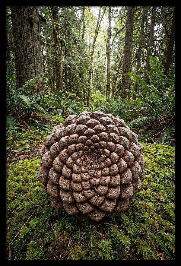 Fibonacci Spiral In Nature