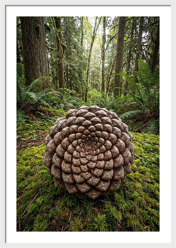 Fibonacci Spiral In Nature
