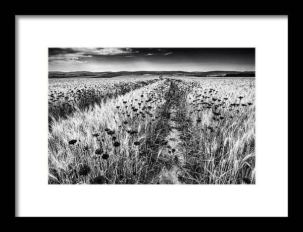 Field Of Blue Cornflowers