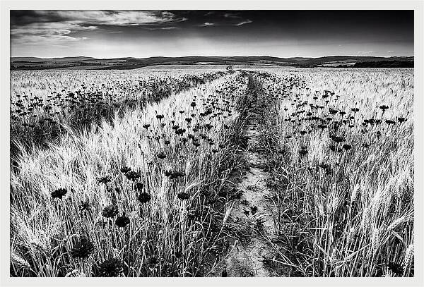 Field Of Blue Cornflowers