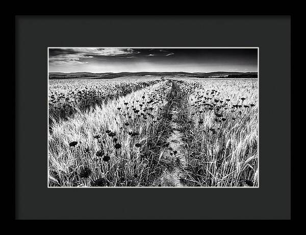 Field Of Blue Cornflowers