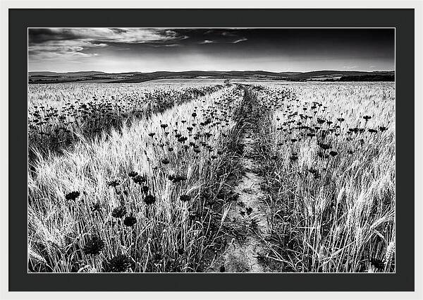 Field Of Blue Cornflowers