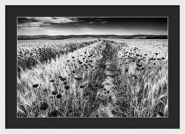Field Of Blue Cornflowers