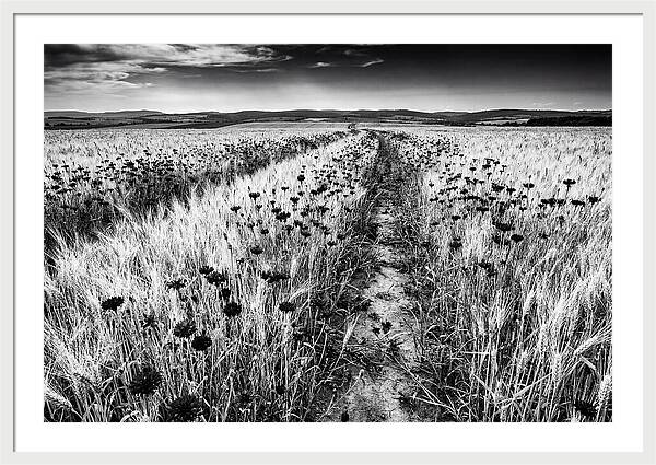 Field Of Blue Cornflowers