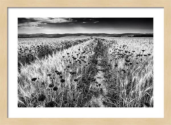 Field Of Blue Cornflowers
