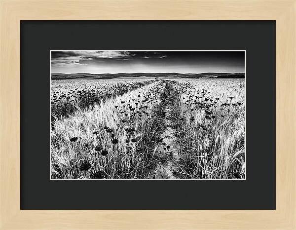 Field Of Blue Cornflowers