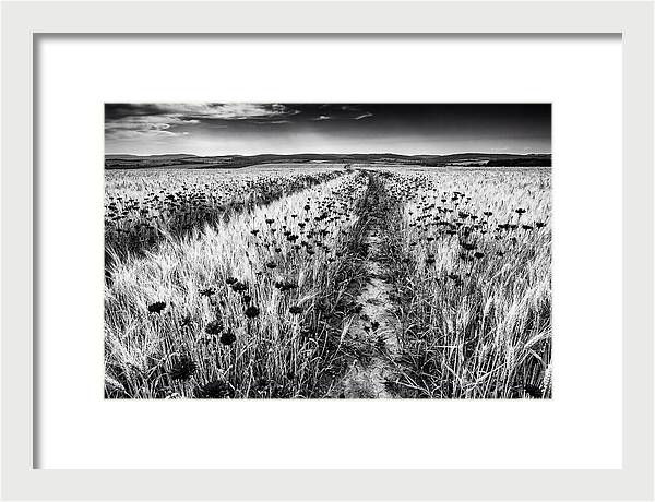 Field Of Blue Cornflowers