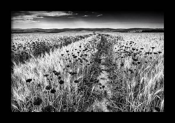 Field Of Blue Cornflowers