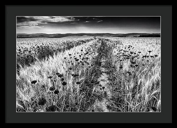 Field Of Blue Cornflowers
