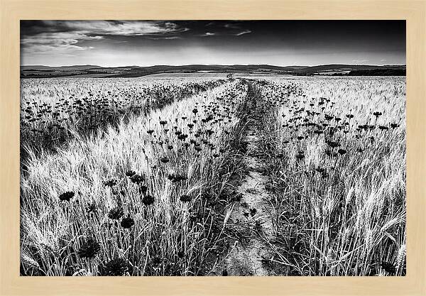 Field Of Blue Cornflowers
