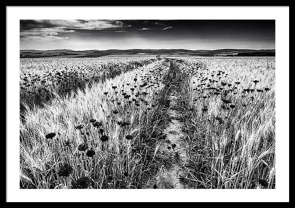 Field Of Blue Cornflowers