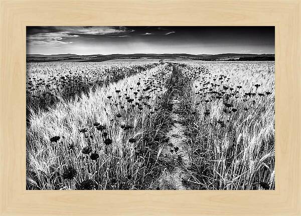 Field Of Blue Cornflowers