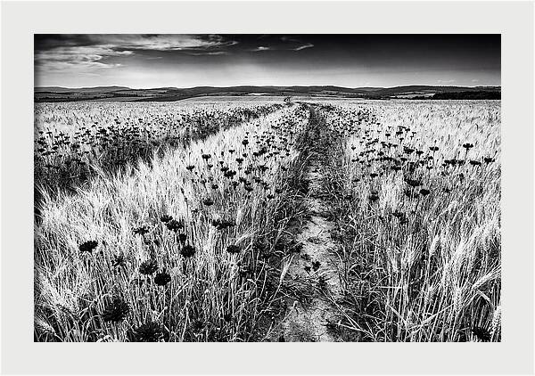 Field Of Blue Cornflowers