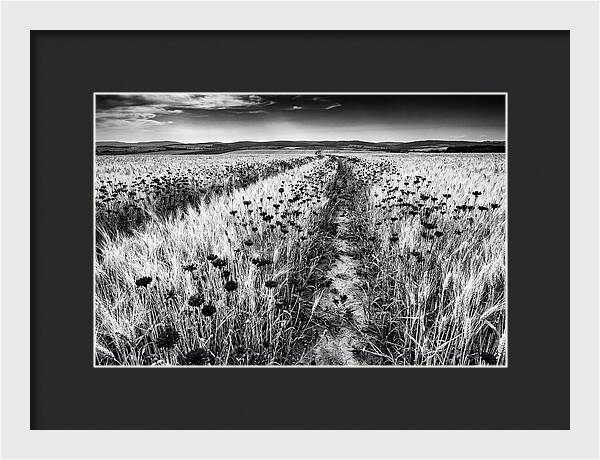 Field Of Blue Cornflowers
