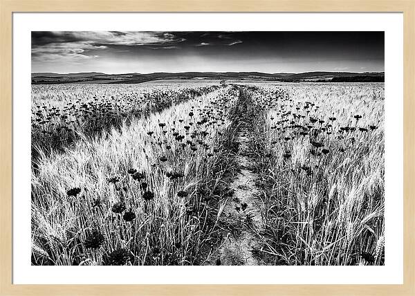 Field Of Blue Cornflowers