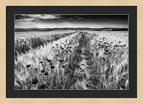 Field Of Blue Cornflowers