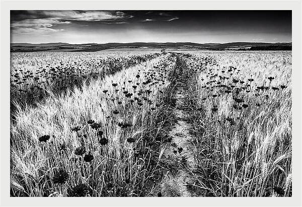 Field Of Blue Cornflowers