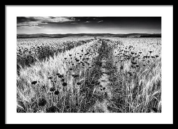 Field Of Blue Cornflowers