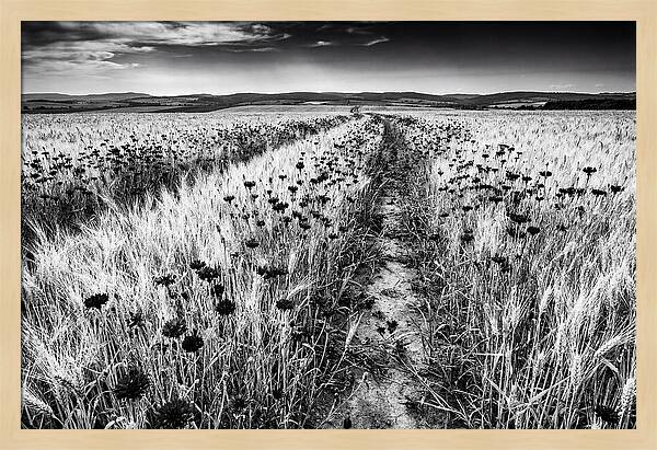 Field Of Blue Cornflowers