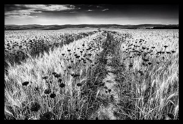 Field Of Blue Cornflowers