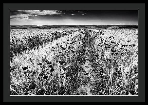 Field Of Blue Cornflowers