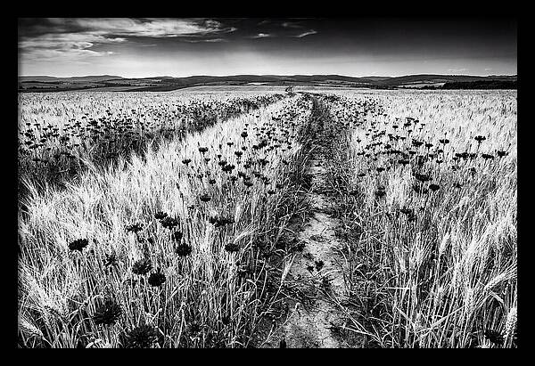 Field Of Blue Cornflowers