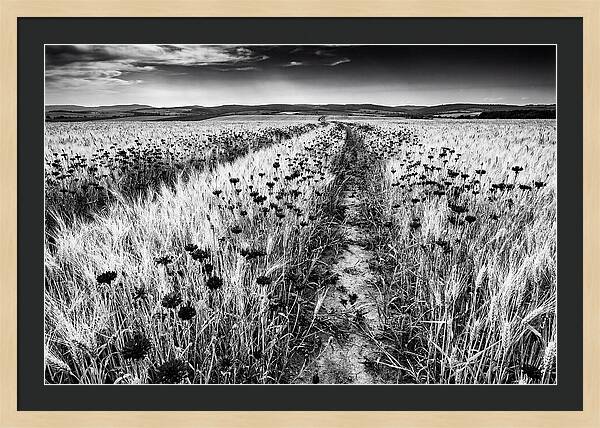 Field Of Blue Cornflowers
