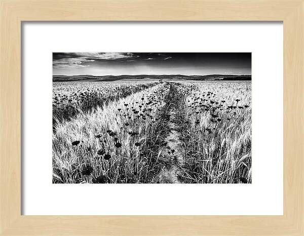 Field Of Blue Cornflowers