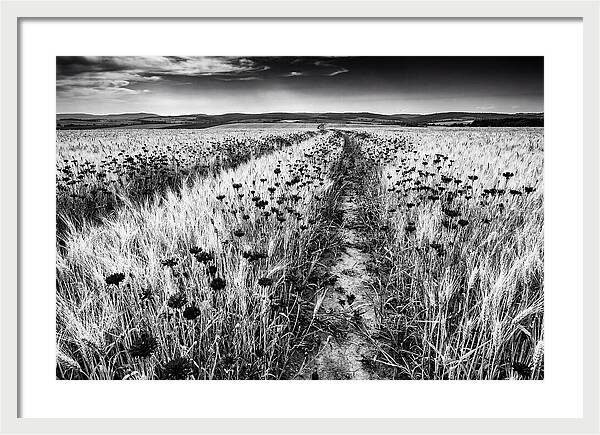 Field Of Blue Cornflowers
