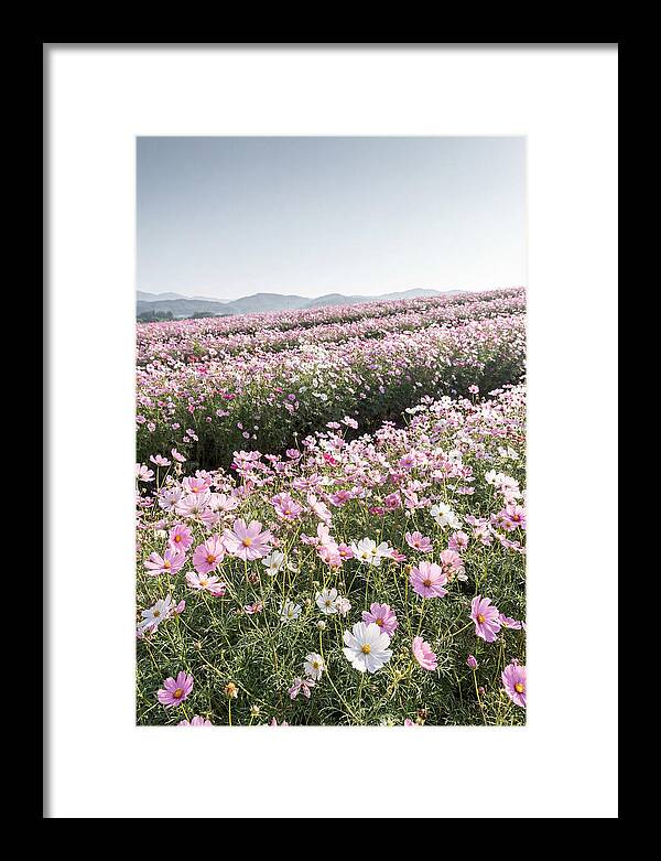 Field Of Cosmos Flowers