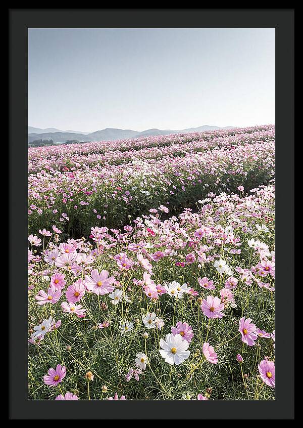 Field Of Cosmos Flowers