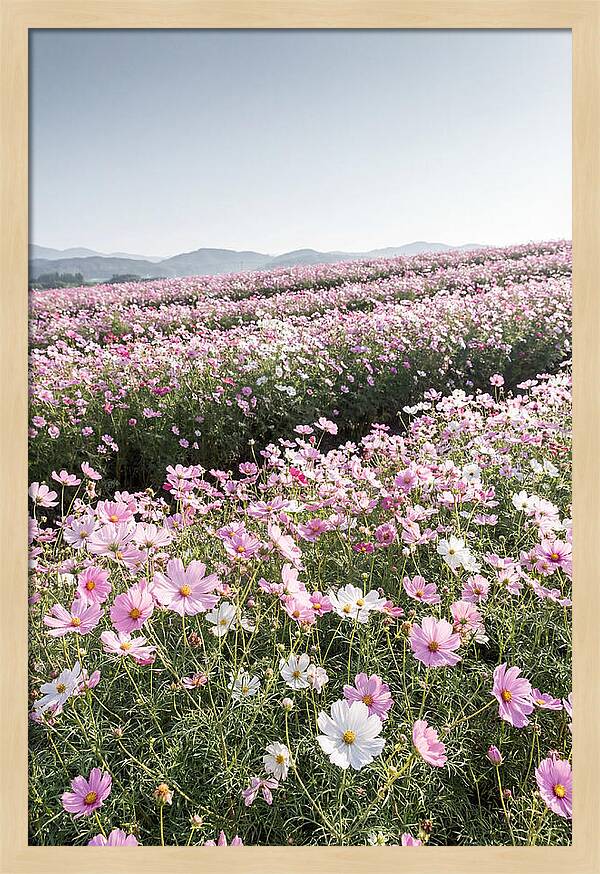 Field Of Cosmos Flowers