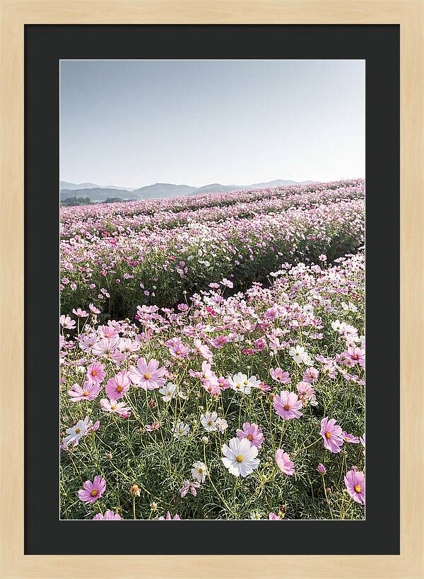 Field Of Cosmos Flowers