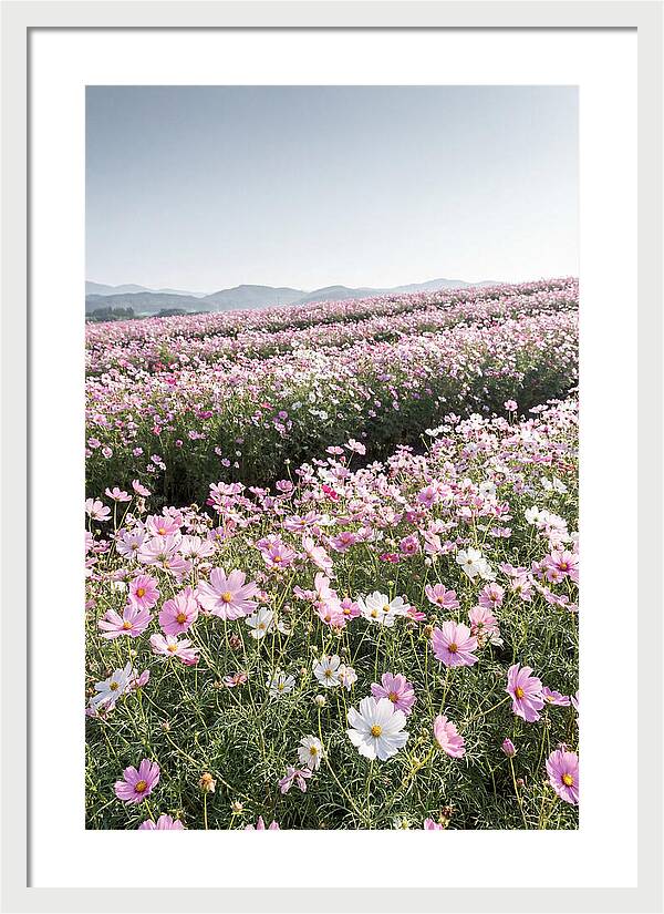Field Of Cosmos Flowers