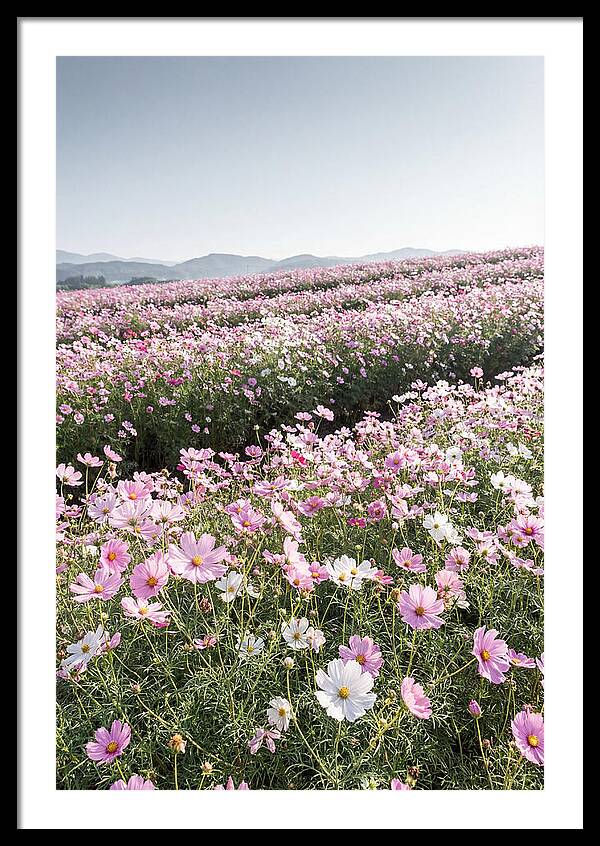 Field Of Cosmos Flowers