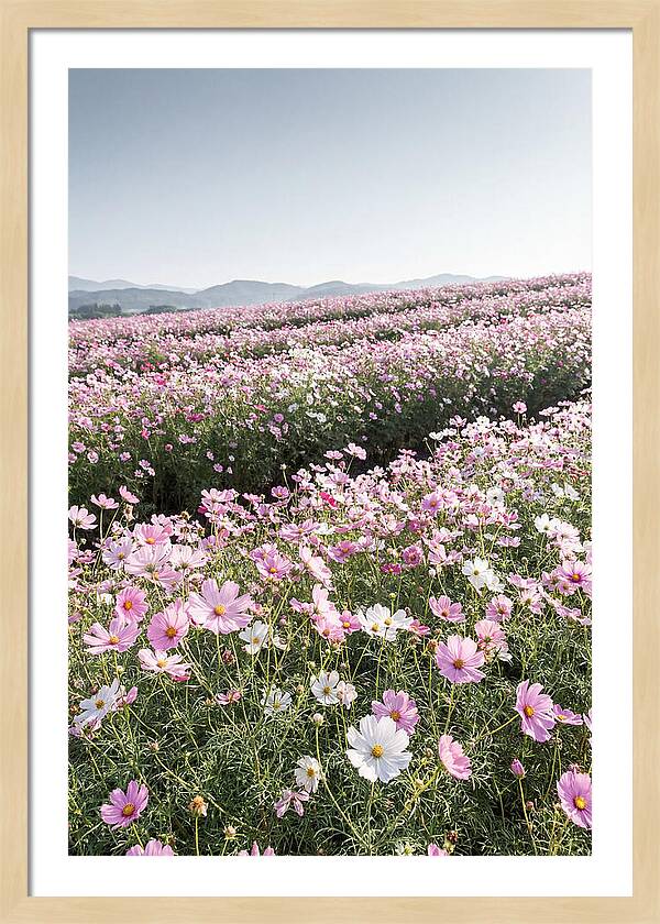 Field Of Cosmos Flowers