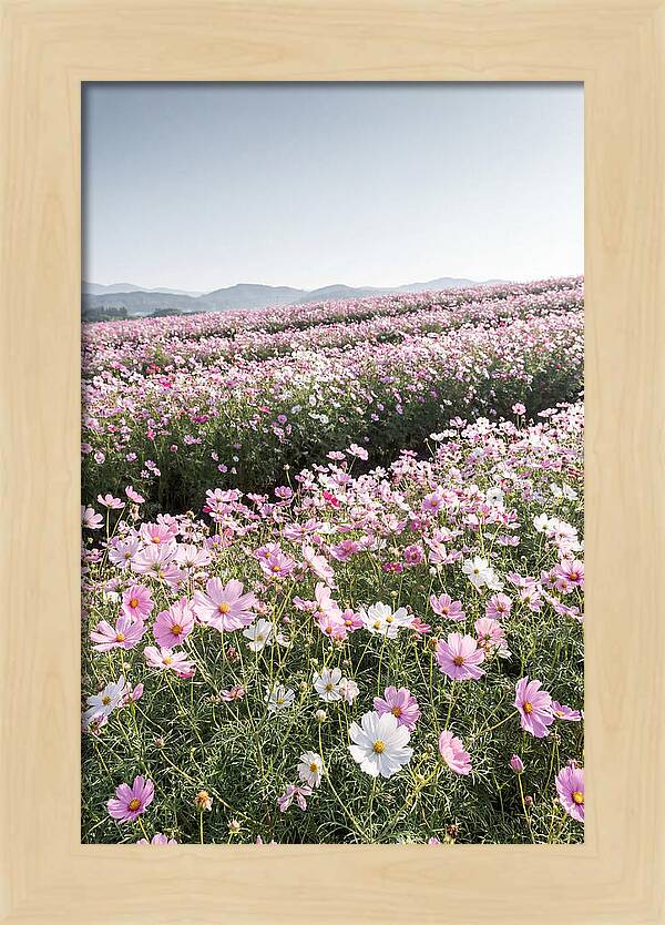 Field Of Cosmos Flowers