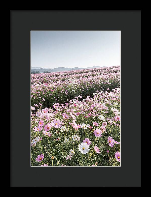 Field Of Cosmos Flowers
