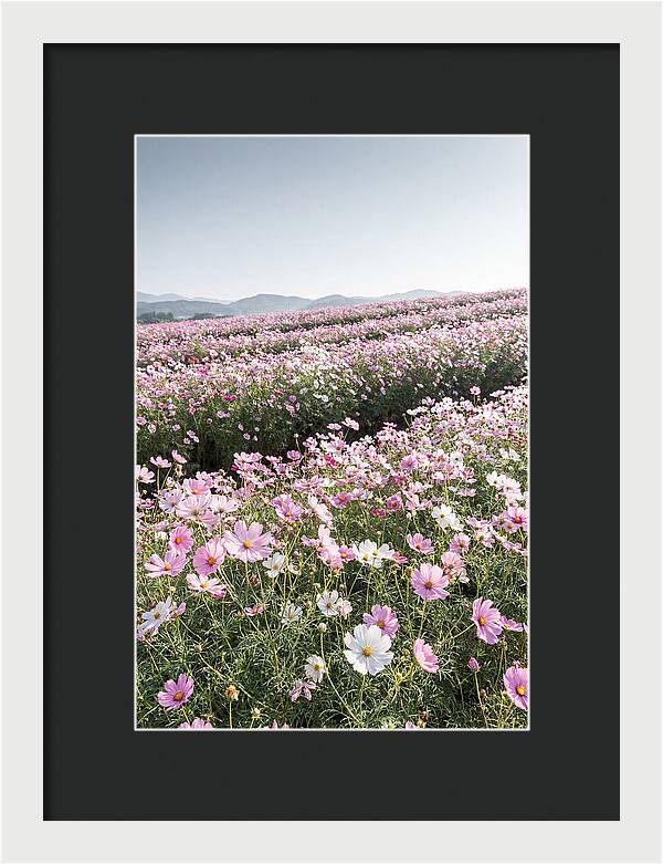 Field Of Cosmos Flowers