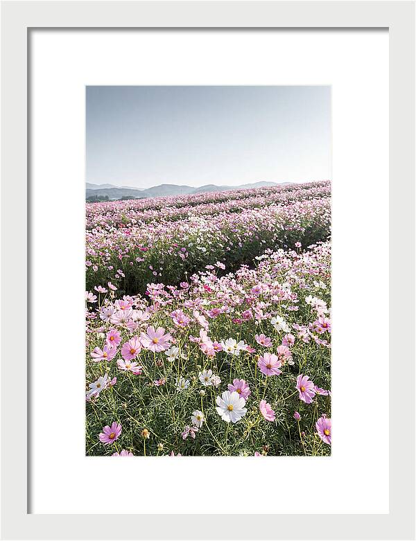 Field Of Cosmos Flowers